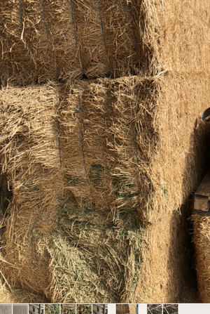 Lucerne Hay Large squares (Shedded)
