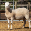 Under Auction - Lot 25 Highlander Ram 190596 (DLE Ram Auction A100 - 10th Sept via Auctionsplus) 