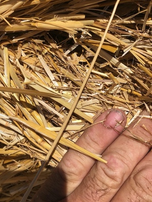 Oaten & Barley Straw 5x4 Bales