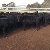 64 EU accredited Angus heifers