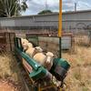Arrow V- Express Sheep Conveyor