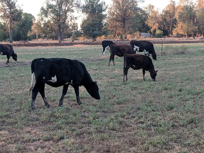 Ready to join heifers - Illawarra, Fresians