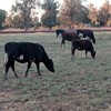 Ready to join heifers - Illawarra, Fresians