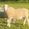 WAKELEIGH White Suffolk Rams