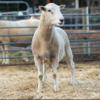 Under Auction - Lot 8 Highlander Ram 190897 (DLE Ram Auction A100 - 10th Sept via Auctionsplus) 