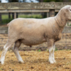 Under Auction - Lot 22 Highlander Ram 190025 (DLE Ram Auction A100 - 10th Sept via Auctionsplus) 