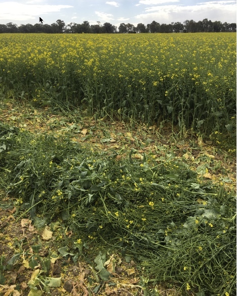 CANOLA HAY - 8x4x3  Shedded and ready for loading