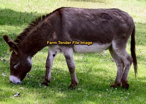 WANTED Adult Donkey 