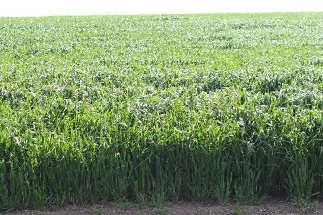 GRAZA Forage Oat