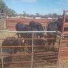 6 Angus Heifers ready to Join 