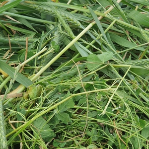 Clover/Rye Over sown with Kittyhawk Wheat Hay 8x3x3 Bales