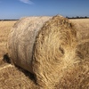 450 x Barley/Ryegrass Hay 5x4 Rolls