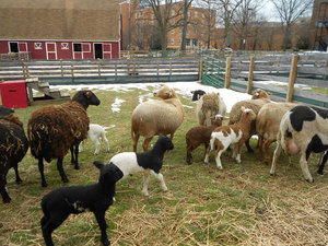 For Sale - Katahdin Hair Sheep Breeding Ewe and Dorper X Ewe Lambs
