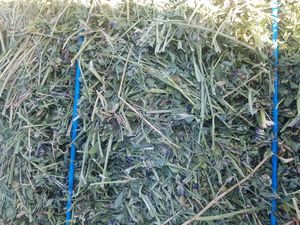 Lucerne Hay Second Cut