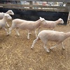 MERINO x WHITE SUFFOLK EWE LAMBS BREEDING SHEEP x 17 