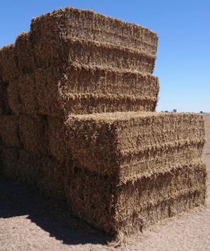 Pea Straw Large Squares    