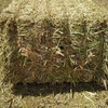 Canola Hay 500kg+ 8x4x3 Bales