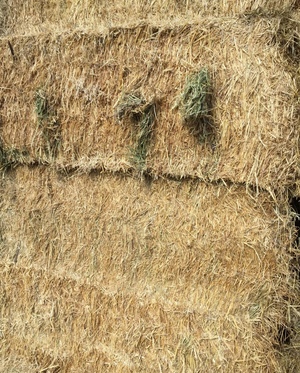 Wheaten/Vetch Hay 8x4x3