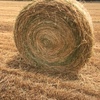Oaten/Ryegrass Rolls  - Approximately 250 rolls - TO BE SOLD BY THE ROLL