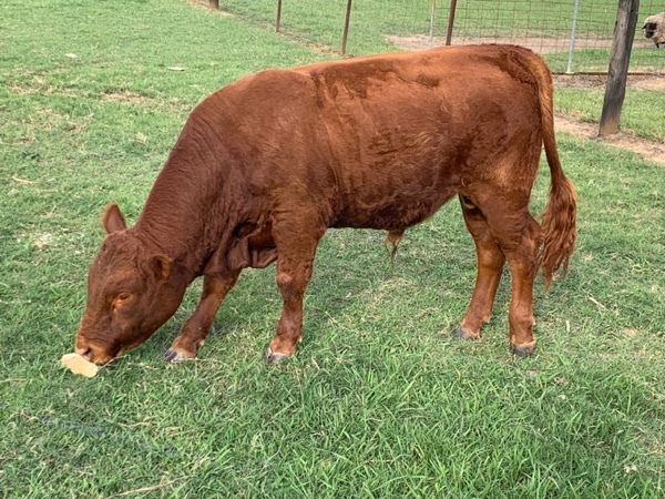 REGISTERED LIMOUSIN BULL 16 months old 