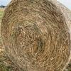 Oaten 5x4 round bales for sale