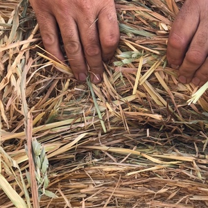 Oaten Hay Round Rolls For Sale