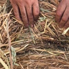 Oaten Hay Round Rolls For Sale
