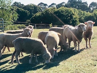 6 x Poll Dorset Maiden Ewes in Lamb