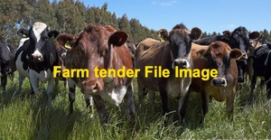 WANTED Milking Dairy Cows 