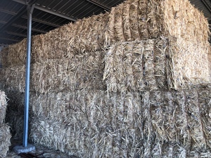 Forage Sorghum Hay 8x4x3
