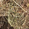 600mt Vetch Hay 500kg 8x4x3 Bales (Road Train Access)