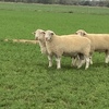 White Suffolk Rams 