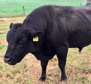 Wagyu Bull - Mr Goshu