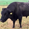 Wagyu Bull - Mr Goshu