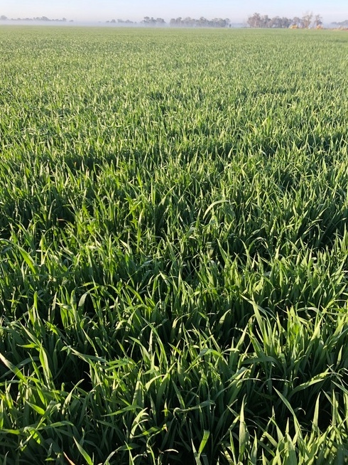  Wheaten Hay  Updated listing