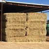 Wheat Hay Corowa See Feed Test