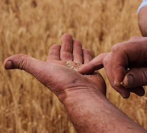 Share farming