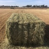 New season Oaten hay . Price is per Bale