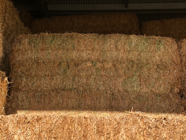 Vetch Hay 8x4x3 XD bales (Shedded)