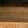 Vetch Hay 8x4x3 XD bales (Shedded)