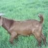 Kalahari Red Goats Herd Dispersal 