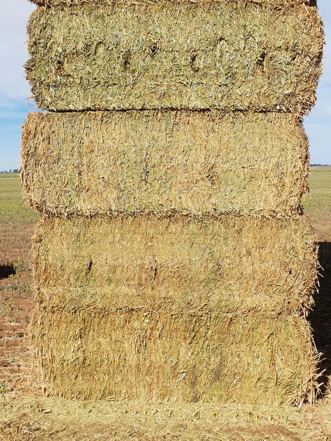 240mt Canola Hay 8x4x3 Approx 600-650kg Bales.
