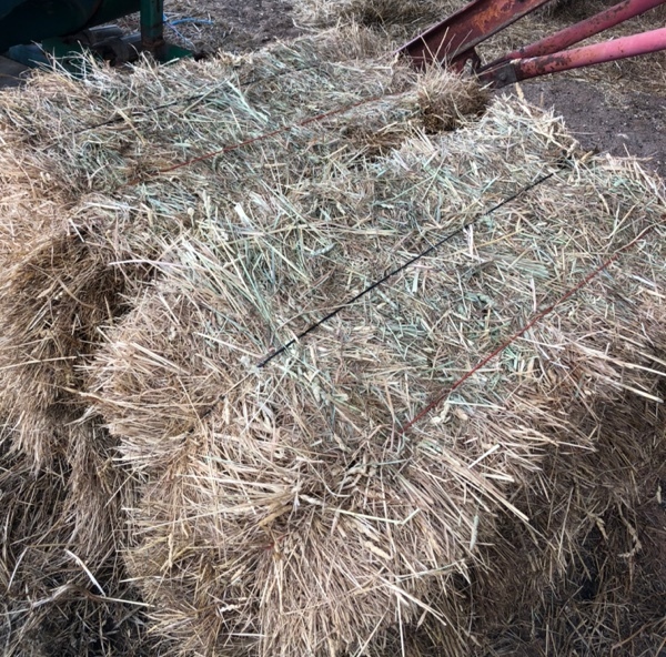 small square grass hay 