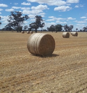 528 x Wheaten Hay 5x4 Rolls 