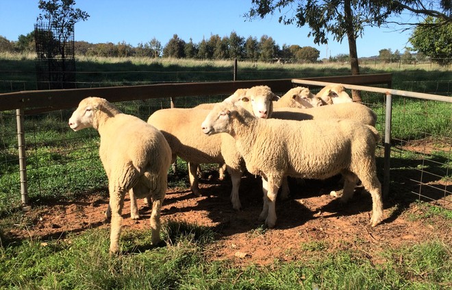 Poll Dorset Flock Rams - Stud Dorset Rams X 2
