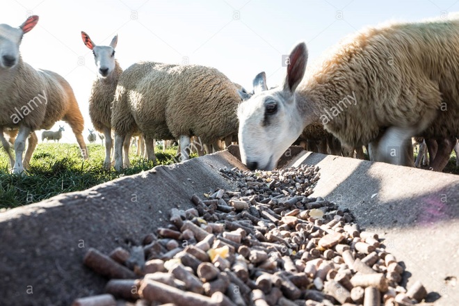 FT LAMB FEEDLOT 17%CP (P/C 3455)