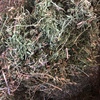 New season Vetch Hay for Sale