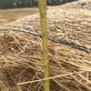 Pasture Hay Rolls 200 Rounds