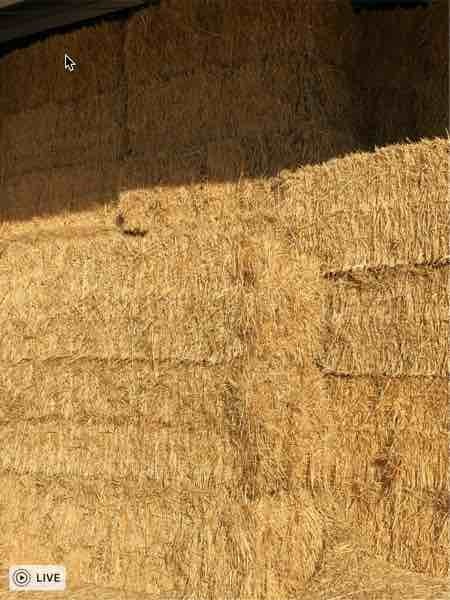 Oaten Hay 8x4x3 600 Kg Bales