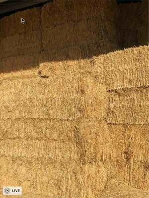 Oaten Hay 8x4x3 600 Kg Bales